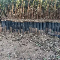 فروش نهال پسته|خدمات باغبانی و درختکاری|اردکان, |دیوار