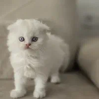 مجموعه گربه های اصیل و خاص ( پرشین بریتیش اسکاتیش)|گربه|رشت, گلسار|دیوار