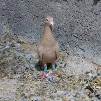 تعداد ۵ عدد کبوتر رنگی پرشی|پرنده|محمدیه-قزوین, |دیوار