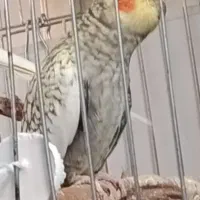 یک جفت عروس هلندی مولد