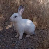 واگذاری خرگوش اهلی و مهربان برای باغ|موش و خرگوش|شیراز, کوشک میدان|دیوار