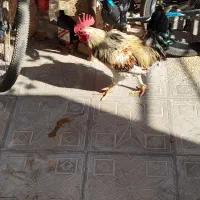خروس