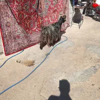 بز‌خشک|حیوانات مزرعه|دزفول, |دیوار