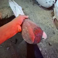 تعدادی کفتر و کبوتر|پرنده|جیرفت, |دیوار