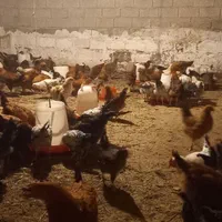 اسب اصیل نریان عرب وکرد وفروش تعدادی مرغو خروس|اسب و تجهیزات اسب‌سواری|مشگین شهر, |دیوار
