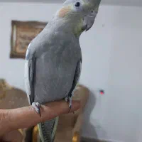 عروس هلندی دستی (۴ ماهه)