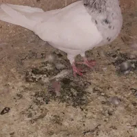 کبوتر|پرنده|بهبهان, |دیوار