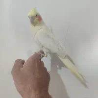 عروس هلندی لوتینو زعفرانی سخنگو|پرنده|مبارکه, |دیوار