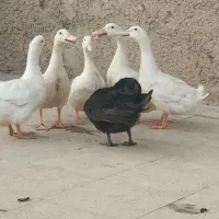 اردک ۵ ماهه