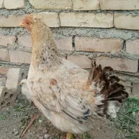 خروس مرغ عربی