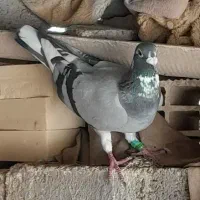 کبوتر|پرنده|آبپخش, |دیوار