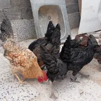 مرغ وخروس|حیوانات مزرعه|فسا, |دیوار