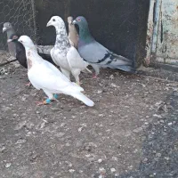 کبوترخطی|پرنده|اقبالیه, |دیوار