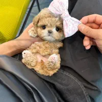 پودل عروسکی مالتیز عروسکی خانگی جیبی مینیاتوری