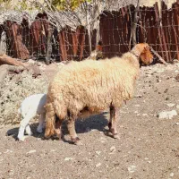 گوسفند بره درجه یک بهترین جنس