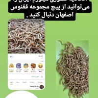 کرم لارو میلورم اتحادیه هماهنگی کشوری