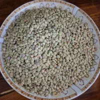 عدس زود پز اردبیل امسال