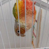 طوطی گرینچیک|پرنده|حمیدیا, |دیوار