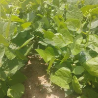 لوبیا قرمز