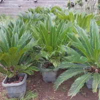 گل سیکاس ریشه پرس