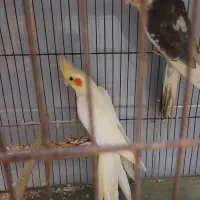 پرنده عروس نر وماده