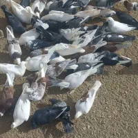 فروش ۵۰عدد کبوتر|پرنده|خوانسار, |دیوار