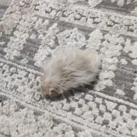 همستر بازی گوش|موش و خرگوش|بندرعباس, |دیوار