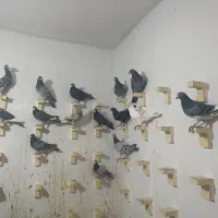 15عدد جنگنده ب شرط هوا