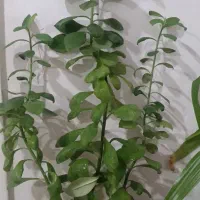 9 عدد گل طبیعی|گل و گیاه طبیعی|فارسان, |دیوار