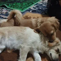 سگ گمشده|حیوانات|ساوه, |دیوار