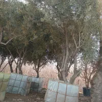 قطر ۲۰ ۳۰ سانت تنومند قطور گلدانی نهال درخت درختچه