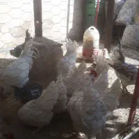 تخم مرغ گلین فول کیفیت