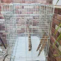 قفس بزرگ فلزی|لوازم جانبی حیوانات|رباطکریم, رباطکریم|دیوار