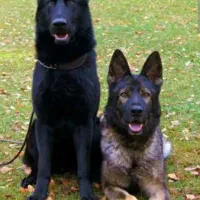 واگزاری سگ ژرمن ورک