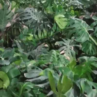 فروش فوری گل طبیعی|گل و گیاه طبیعی|محلات, |دیوار