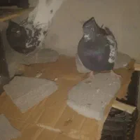 خریدوفروش انواع پرنده|پرنده|پاتاوه, |دیوار