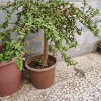 گل بنسای|گل و گیاه طبیعی|چهاردانگه (تهران), |دیوار