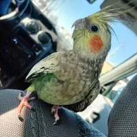 پرنده گمشده