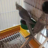 دو عدد عروس هلندی ماده شش ماهه|پرنده|شیراز, فاضل|دیوار