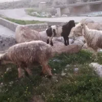 میش|حیوانات مزرعه|ایذه, |دیوار