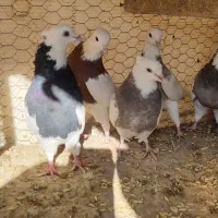 طوقی|پرنده|مبارکه, |دیوار