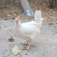 مرغ گلین|حیوانات مزرعه|اصفهان, وحید|دیوار