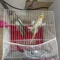 عروس هلندی بالوازم
