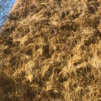 گیاه  مخصوص گاو  گوسفند