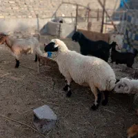 فروش کاور چاق چاق