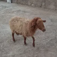 نعجه للبیع محل بازدید سوسنگرد