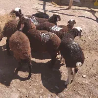 میش وشیشک گوسفند|حیوانات مزرعه|قزوین, |دیوار