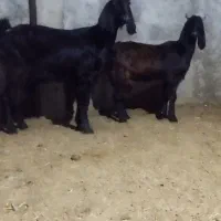 بز جوان با بزغاله ماده اس|حیوانات مزرعه|آق قلا, |دیوار