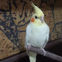 عروس هلندی ماده لوتینو هفت ماهه|پرنده|اسلام‌شهر, مظفریه|دیوار