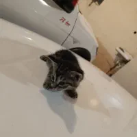 بچه گربه خانگی